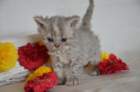 dragoncatsondine_small.jpg