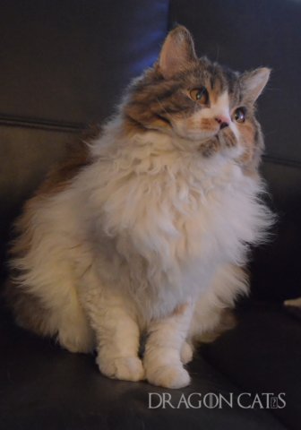 dsc_0774.jpg