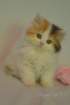 dsc_7983_small.jpg