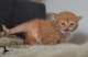 pendragon0312192copie_small.jpg