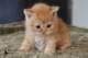 pimprenelle03copie_small.jpg