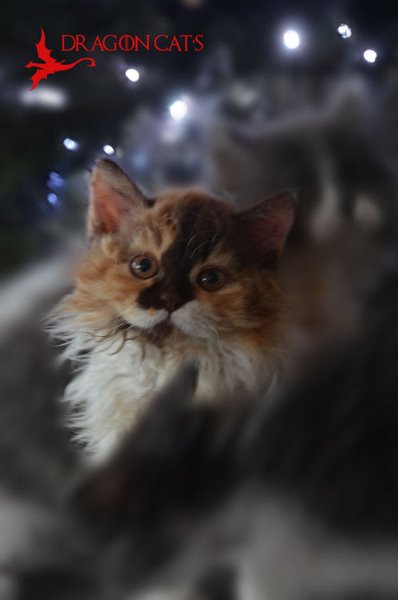 DSC_7521.jpg