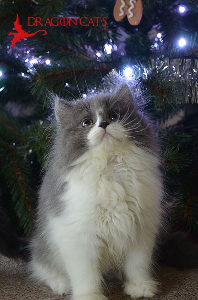 DSC_7577.jpg