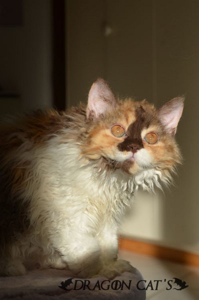 DSC_8152.jpg