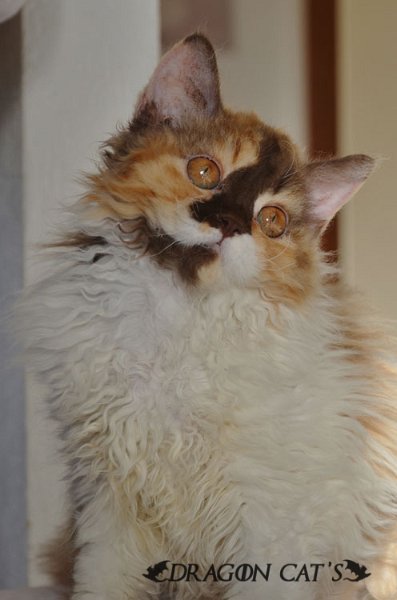 DSC_8182.jpg