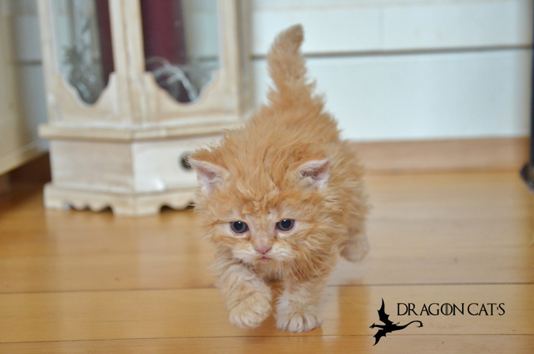 Sandor-02.04.21-07.jpg