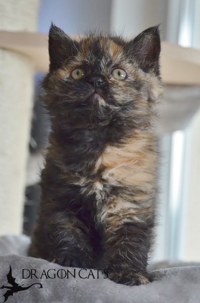 Sansa-15.jpg