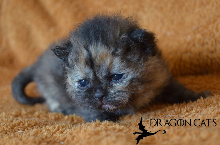 Sansa-20.03.2021-7.jpg