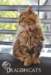 utha1108_small.jpg