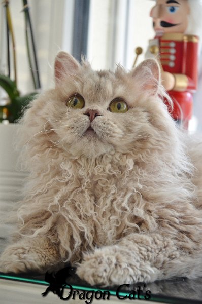 DSC_7337.jpg