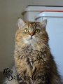 Olenna-04-juillet-23-(7)