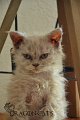 Visenya-07.04.2024-(45)