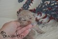 Visenya-Targaryen-04-fevrier-2024-(14)